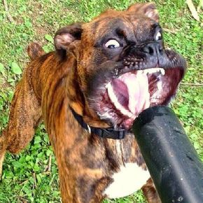 a dog with its mouth open holding a black object in it's mouth that says boxers you can always find hope in a dog's eyes