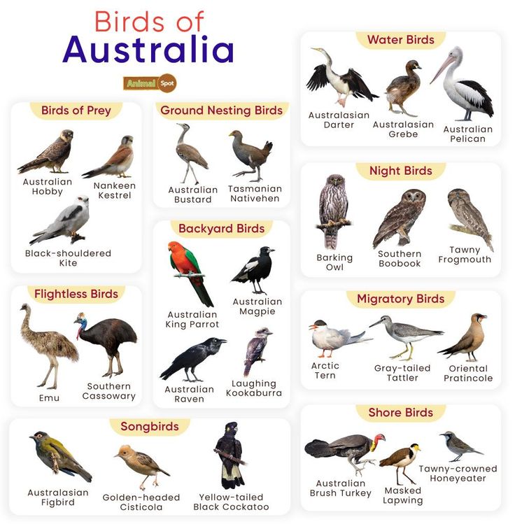 the birds of australia are shown in this poster