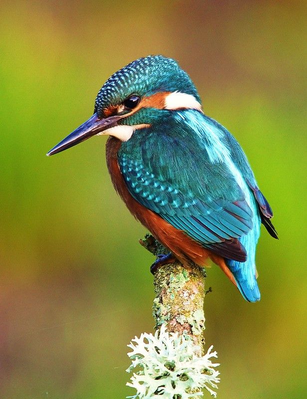 a blue and red bird sitting on top of a tree branch with its beak open