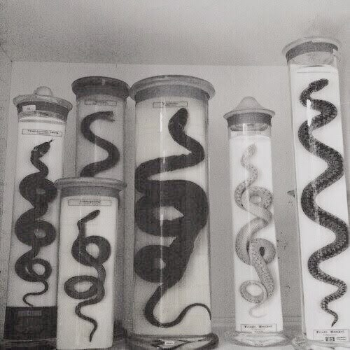 several different types of snakes in glass containers