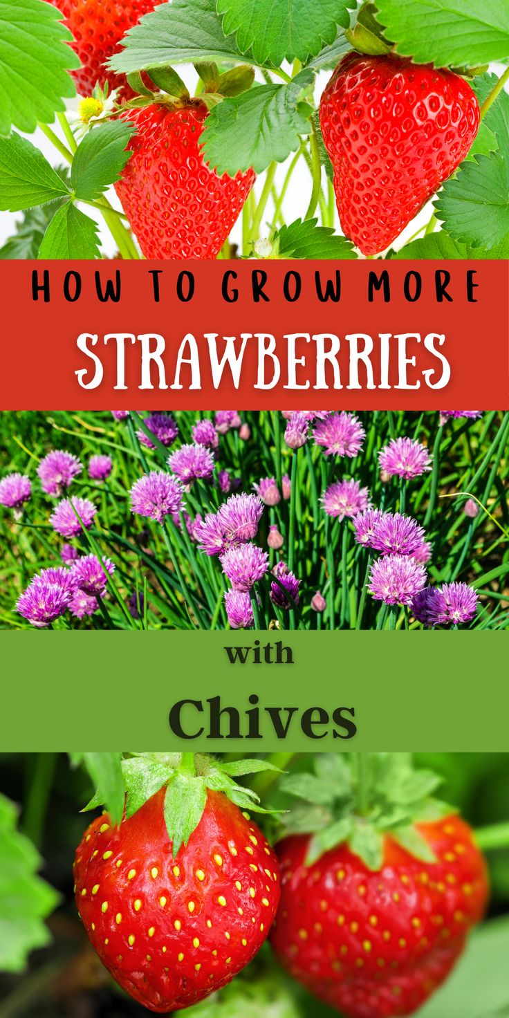 strawberries and flowers with the title how to grow more strawberries