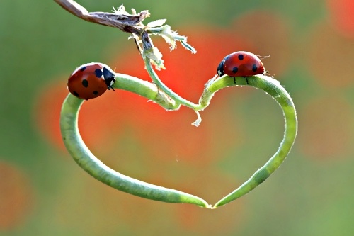 two ladybugs sitting on the end of a heart shaped plant