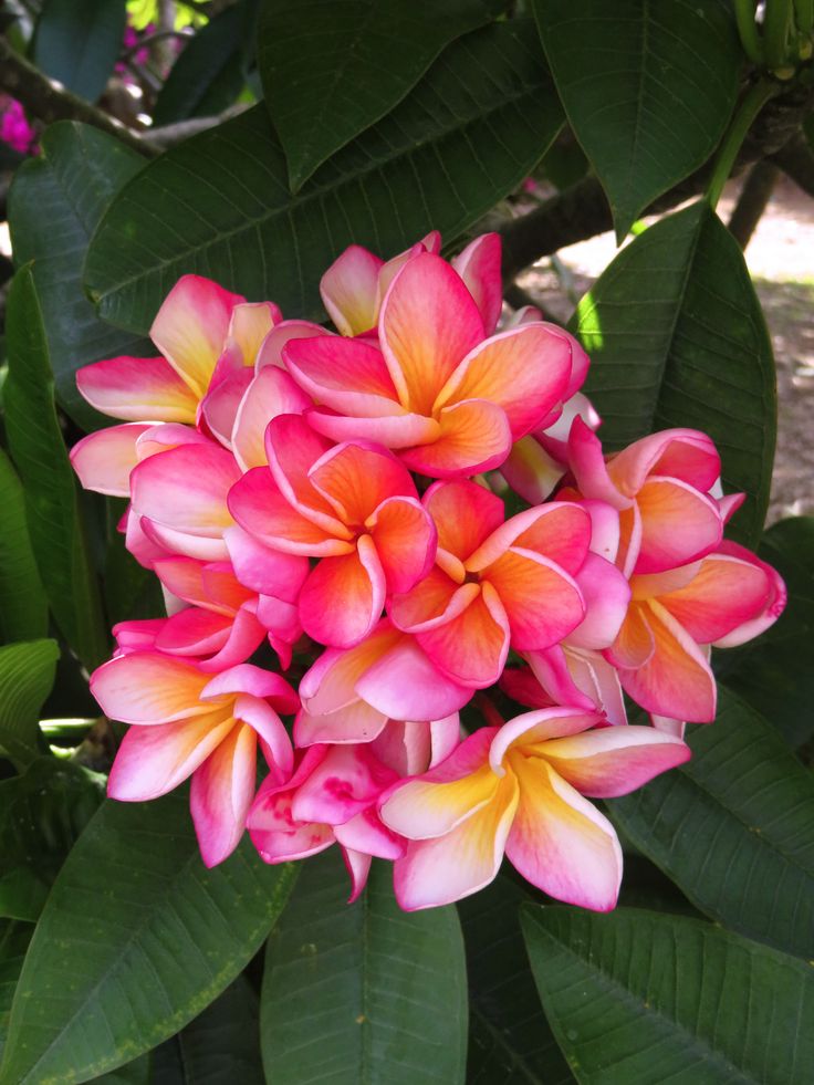 pink and yellow flowers are blooming on the tree