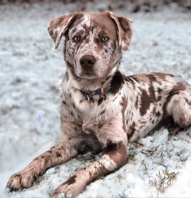 a brown and white dog laying on top of snow covered ground with his head turned to the side