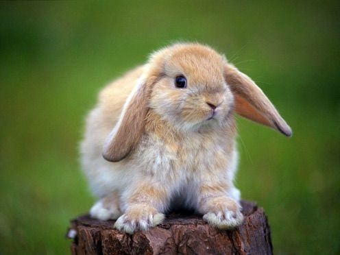 a small rabbit sitting on top of a wooden stump