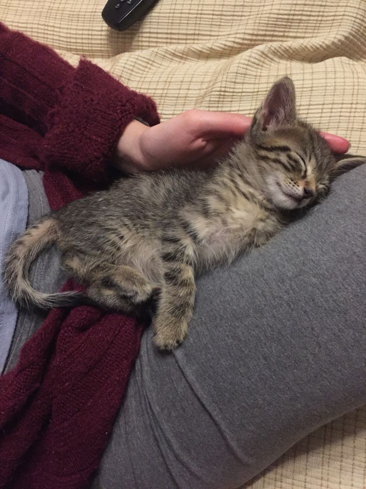 a person is holding a kitten on their stomach