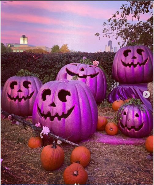 purple pumpkins with faces carved into them