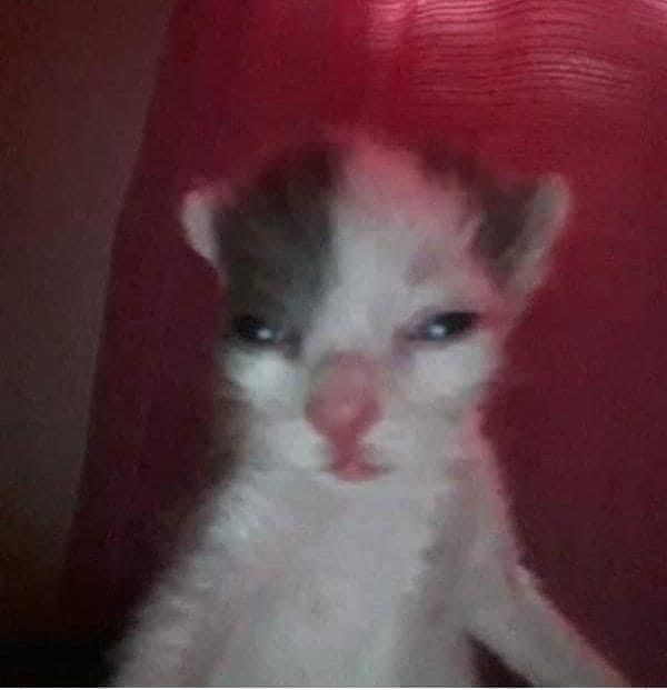 the kitten is looking at the camera while wearing a fake nose and sitting in front of a red chair