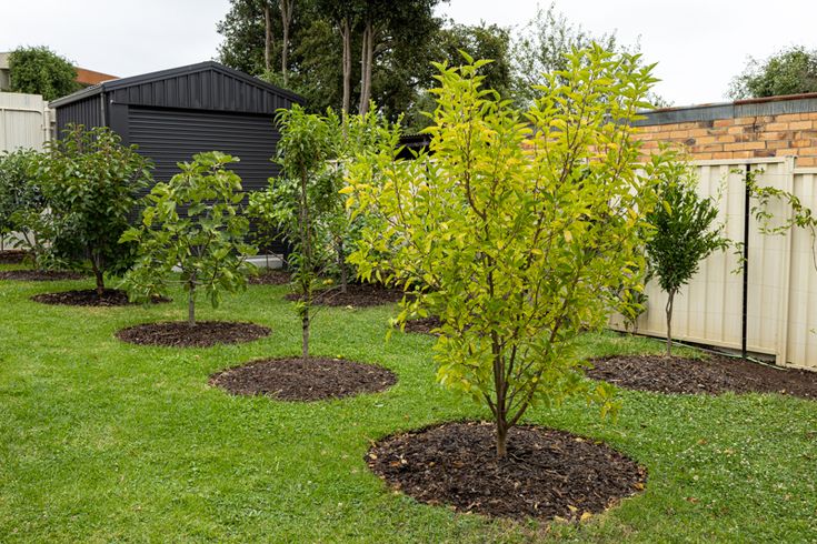 several small trees in the middle of a yard