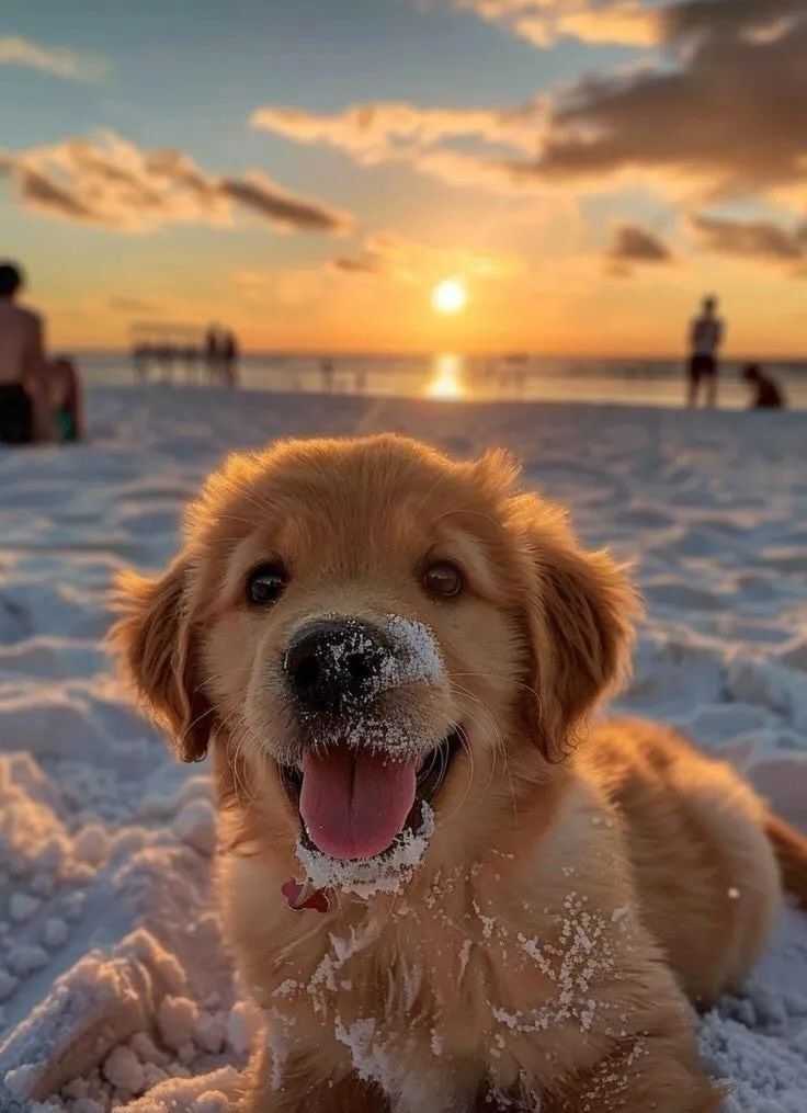 a brown dog laying in the snow with its mouth open