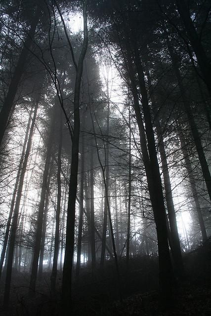 the sun shines through the foggy trees in this dark and gloomy forest