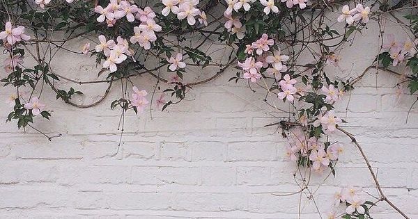 pink flowers growing on the side of a white brick wall