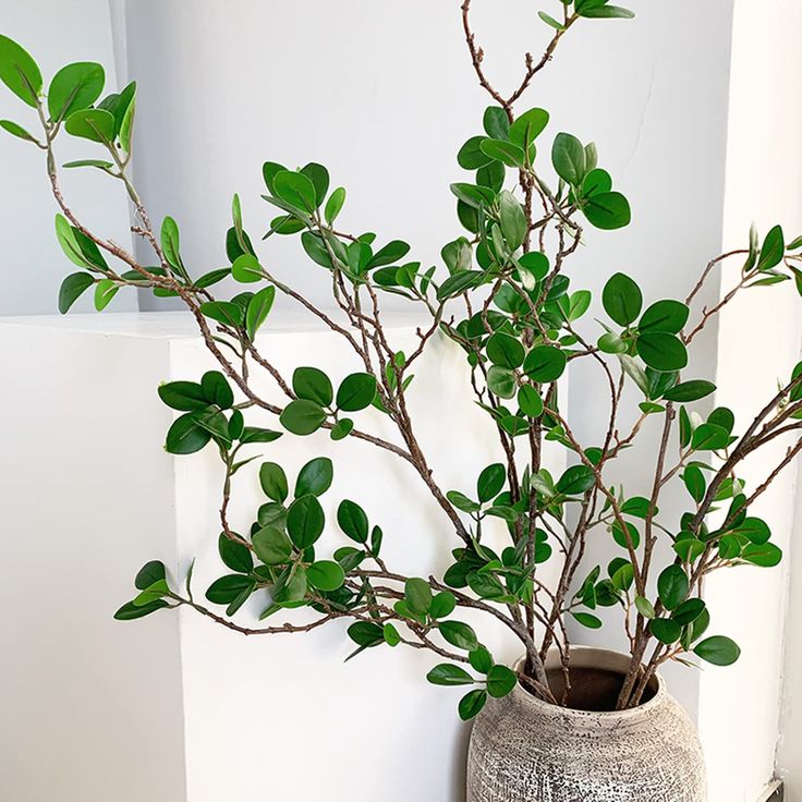 a potted plant sitting on top of a wooden table next to a white wall