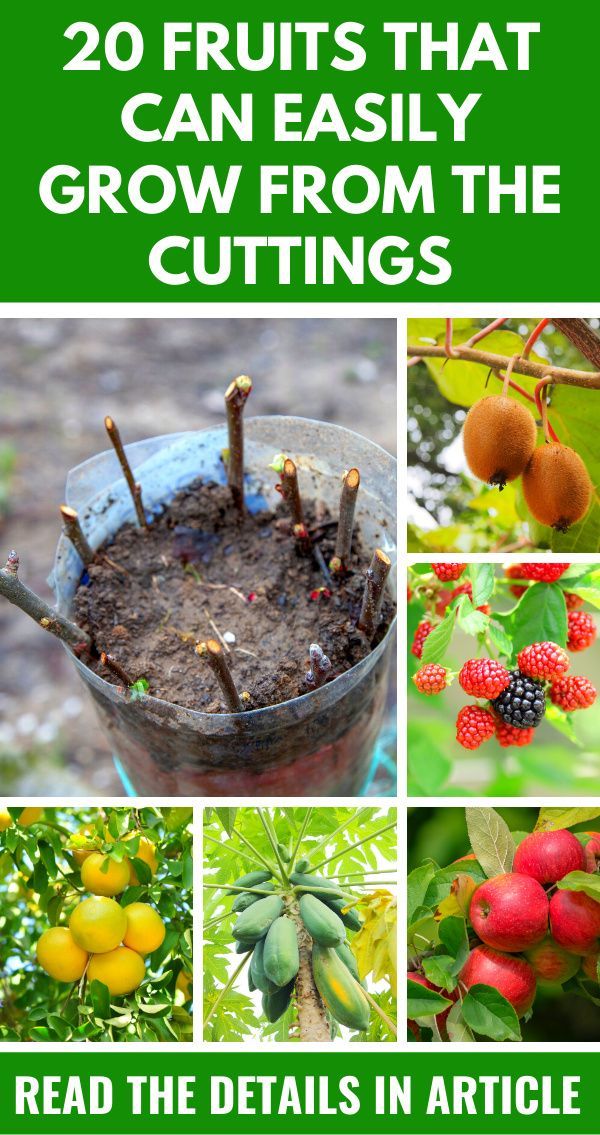 20 fruits that can easily grow from the cuttings read the details in article below