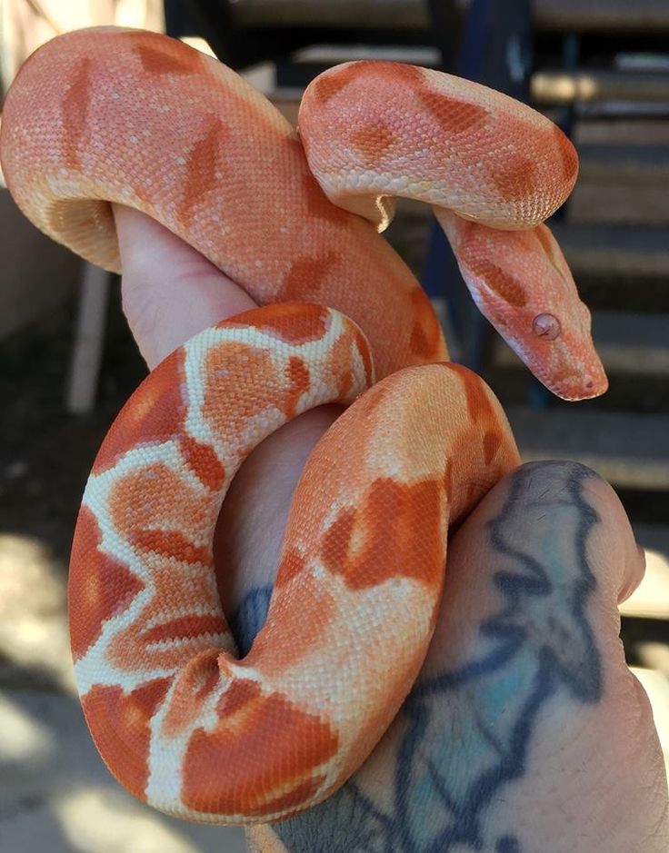 an orange and white snake is on someone's hand while they both have their arms wrapped around each other