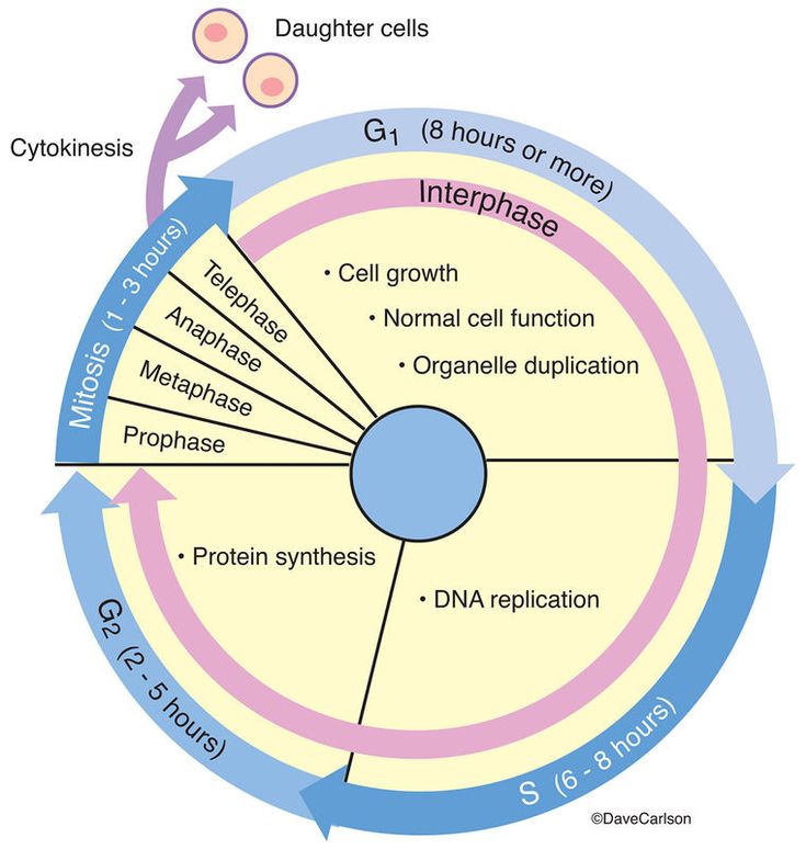 the diagram shows how cells interact with each other in an interphageal cycle