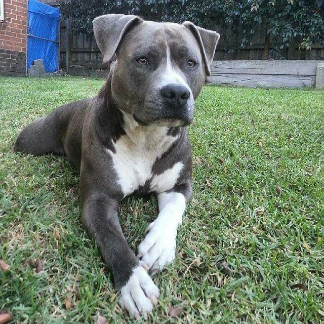 a brown and white dog laying in the grass