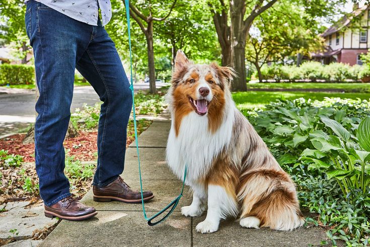 a dog sitting on the sidewalk next to a man holding a leash with his mouth open