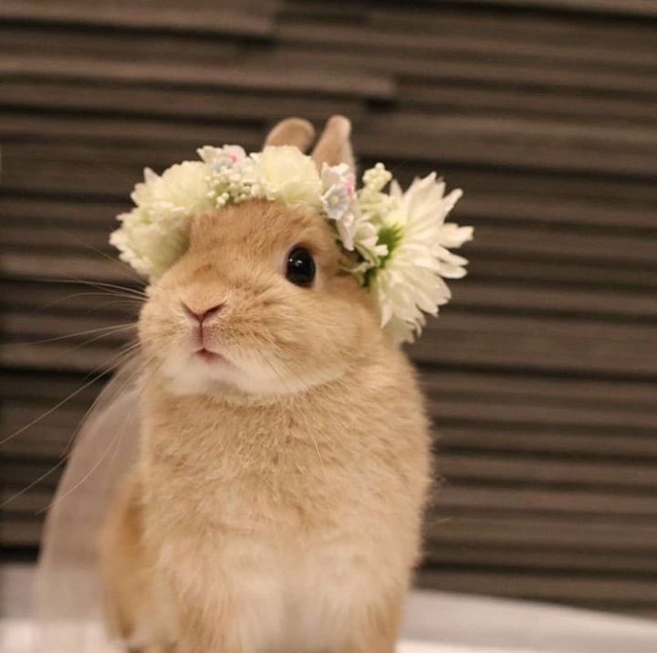 a small rabbit wearing a flower crown on its head