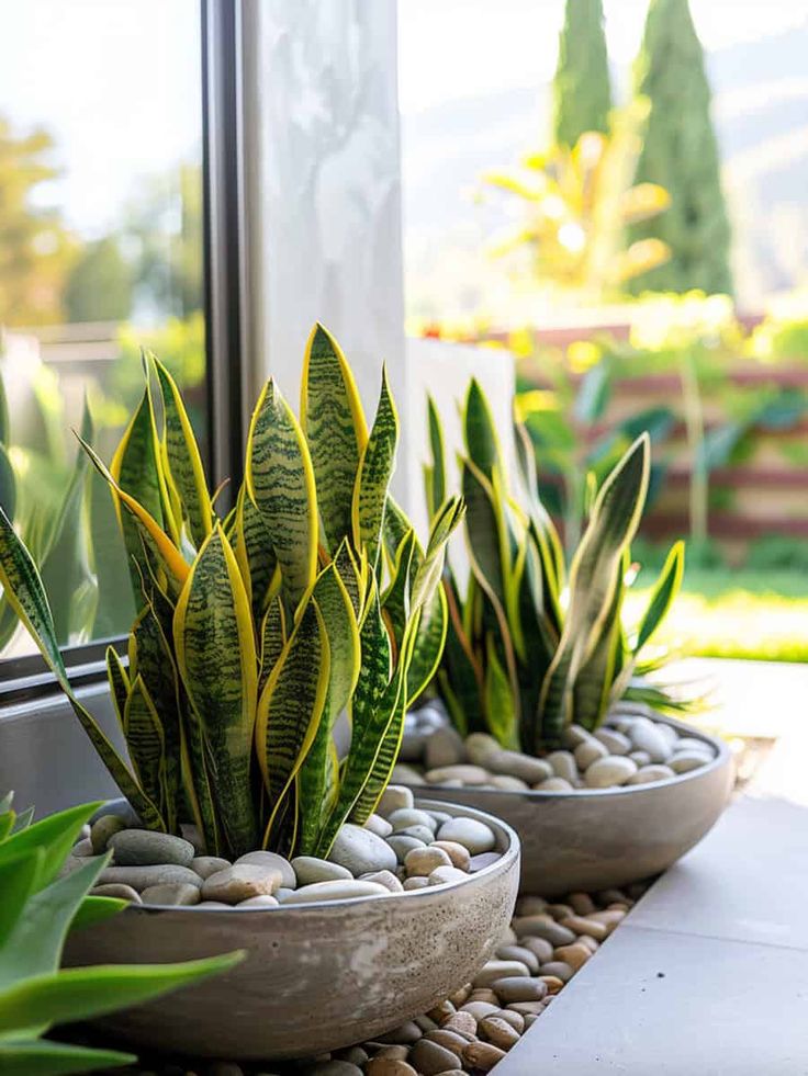 three potted plants sitting next to each other in front of a window