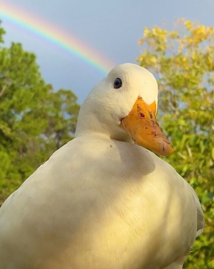 a white duck with a rainbow in the background and trees around it's neck