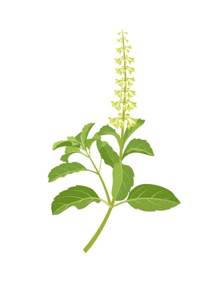 Tulsi Tree, Ocimum Tenuiflorum, Tulsi Plant, Leaves Doodle, Kerala Mural Painting, Basil Plant, Leaf Illustration, Plant Vector, Holy Basil