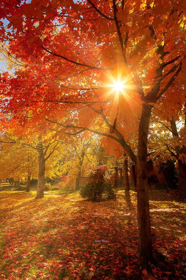 the sun shines brightly through autumn leaves