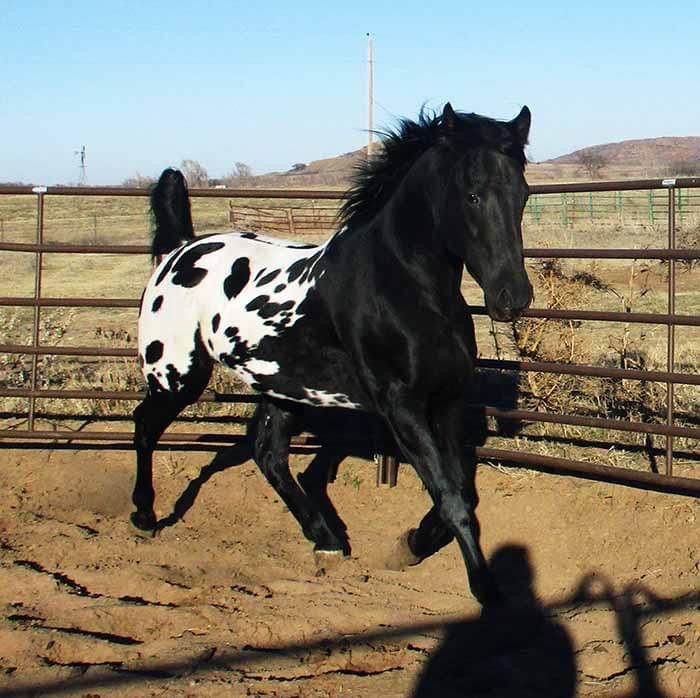 a black and white horse running in an enclosure