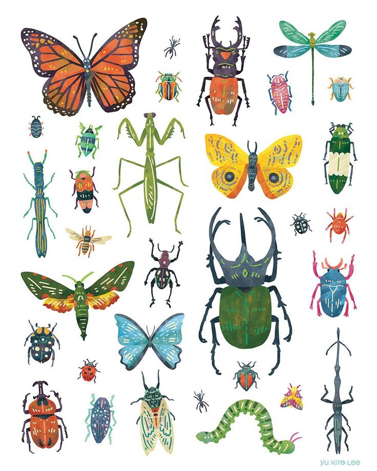 an assortment of bugs and insects on a white background