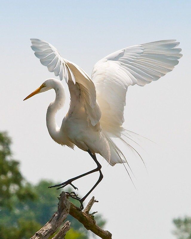 a large white bird standing on top of a tree branch with its wings spread out