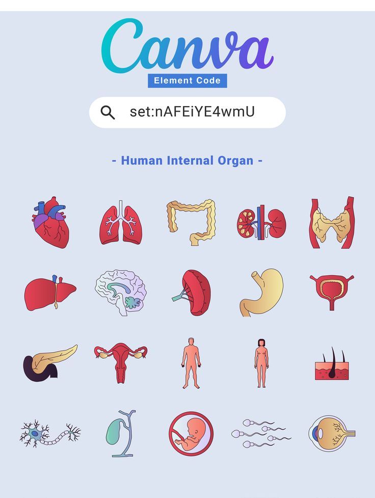 an image of the human body and organ organs with text that reads canva setaffy ewmu