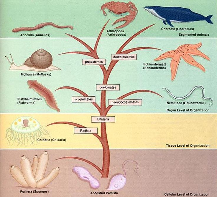 the life cycle of an animal and other animals in different stages of development, including