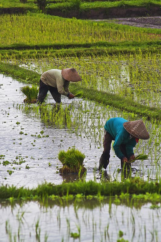 two women are working in the rice fields