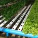 howtoaquaponic1