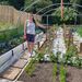 stephs_allotment