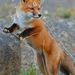 maplethefoxtherian