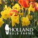 hollandbulbfarms