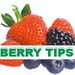 Berrytips