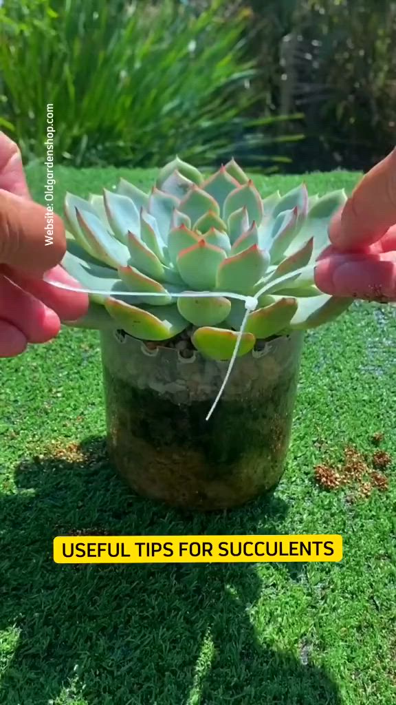 This may contain: two hands reaching for a succulent in a pot on the grass with text overlay that reads useful tips for succulents