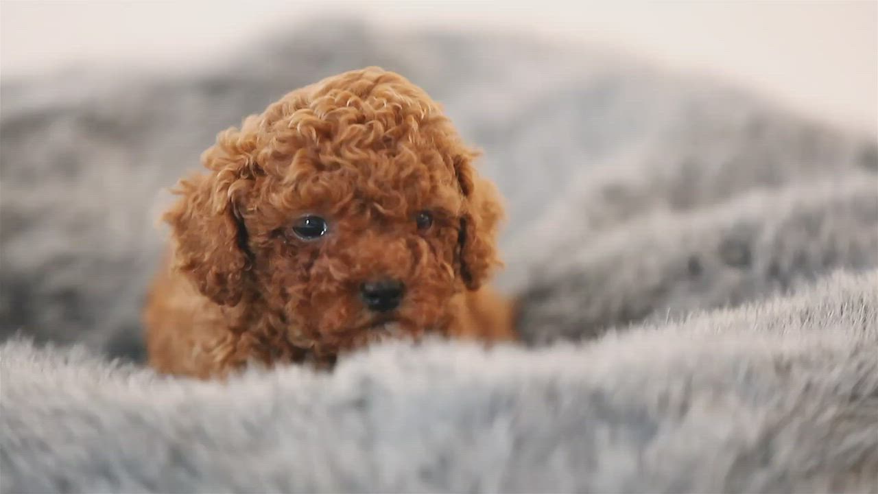 This may contain: a red poodle puppy sitting in a fluffy gray blanket on top of a bed