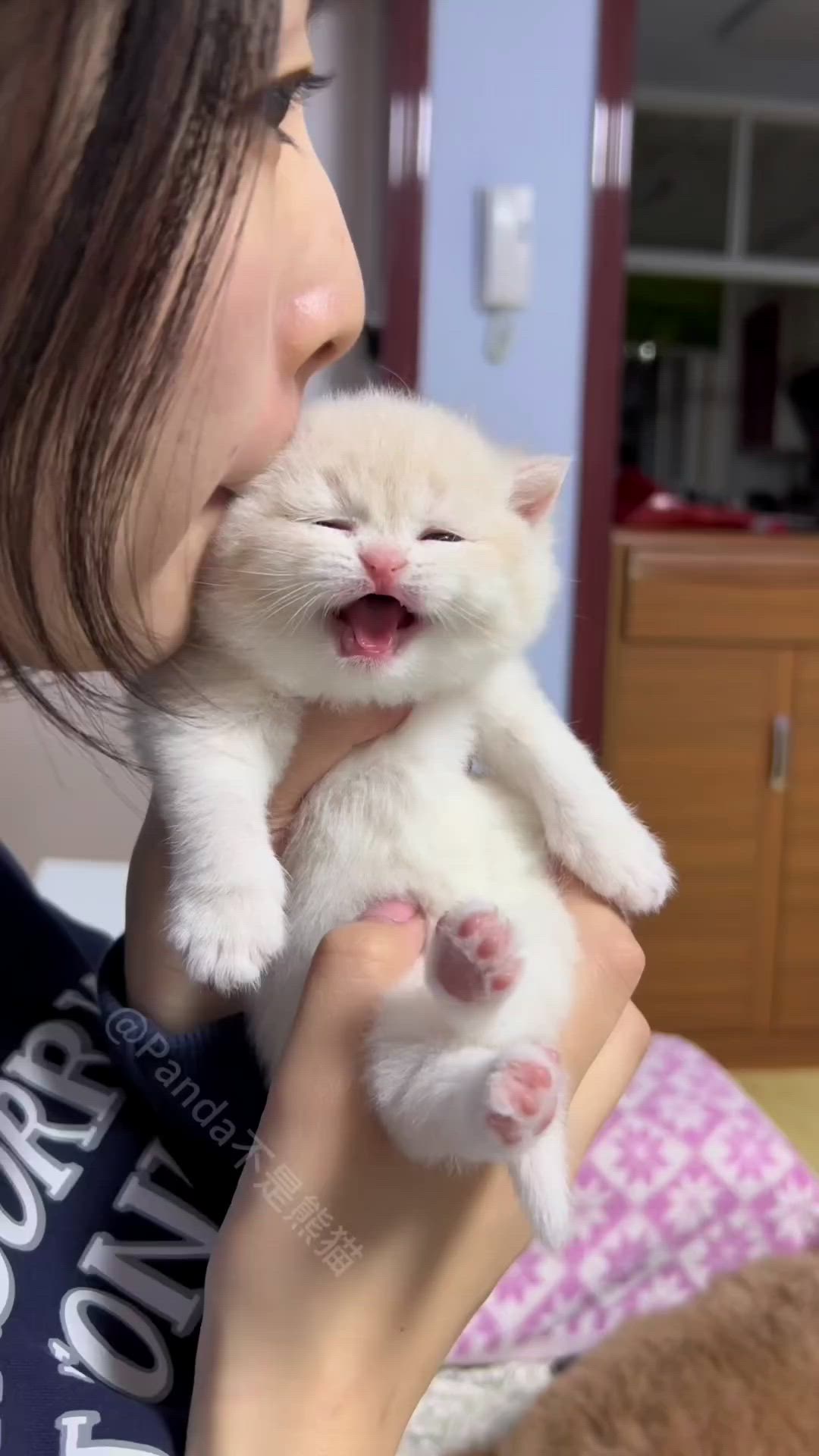 This may contain: a woman holding a white kitten up to her face