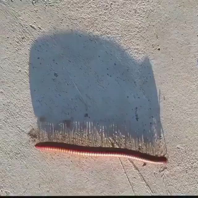 This may contain: a close up of a brush on the ground with dirt and sand behind it that is casting a shadow