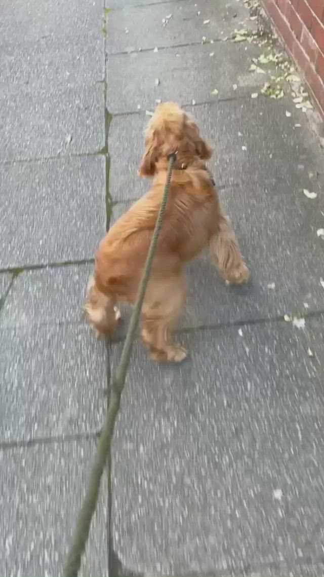 This may contain: a small brown dog standing on top of a sidewalk next to a brick wall and holding onto a leash