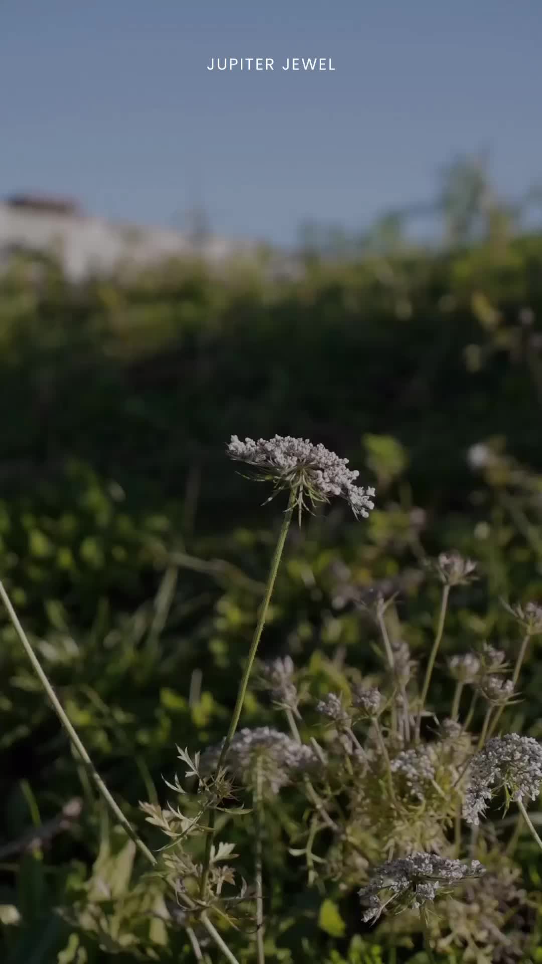 This may contain: an image of a field with flowers and the words may 12 written in white on it