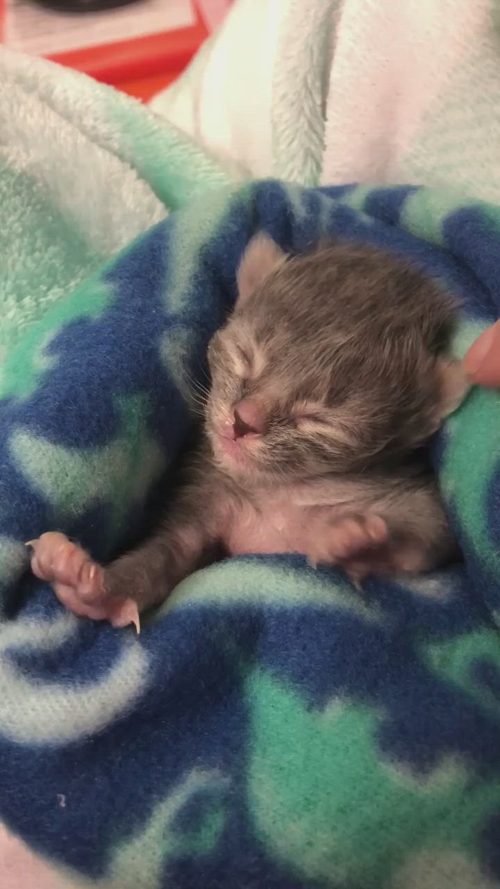 This may contain: a small kitten is sleeping in a blanket