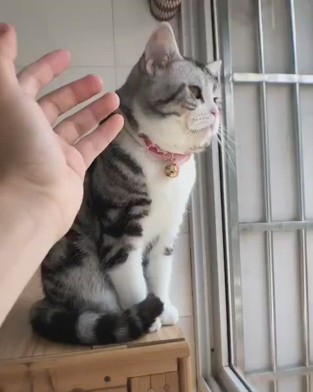 This may contain: a cat sitting on top of a wooden table next to a person's hand