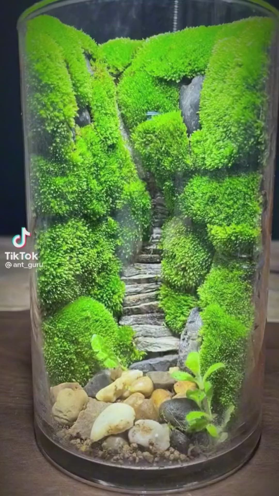 This may contain: a glass jar filled with plants and rocks