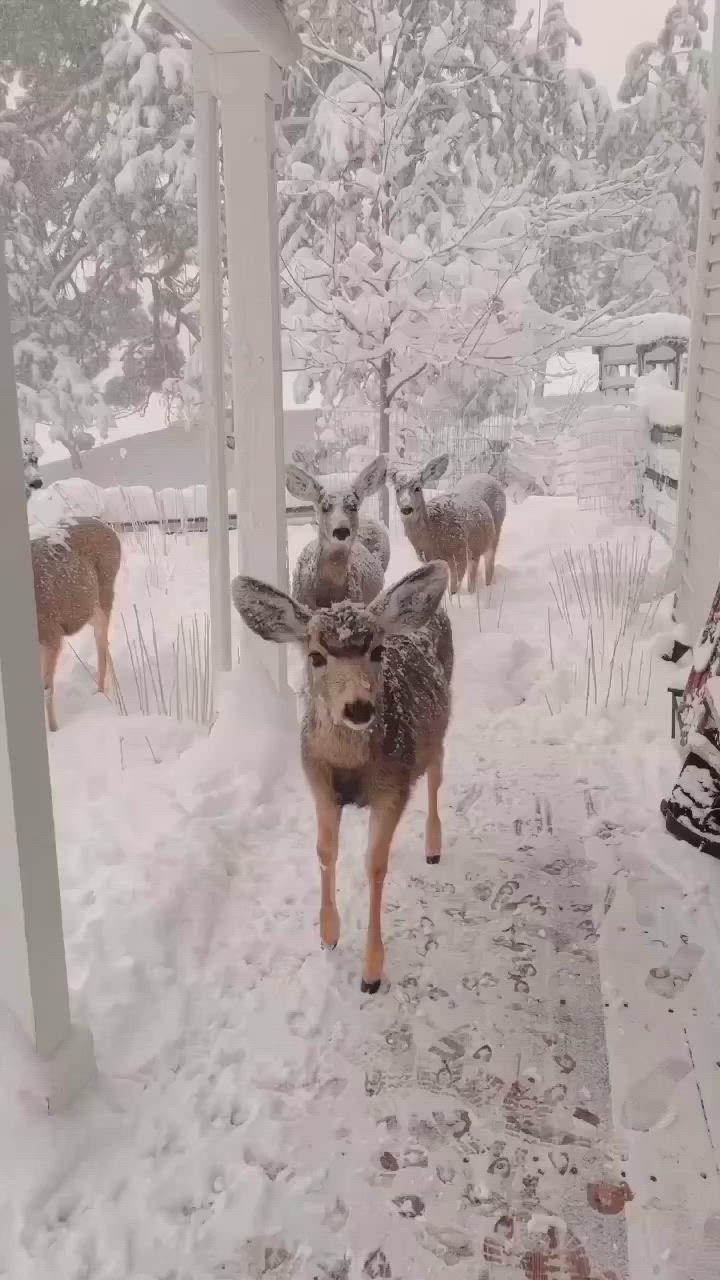 This may contain: some deer are standing in the snow outside