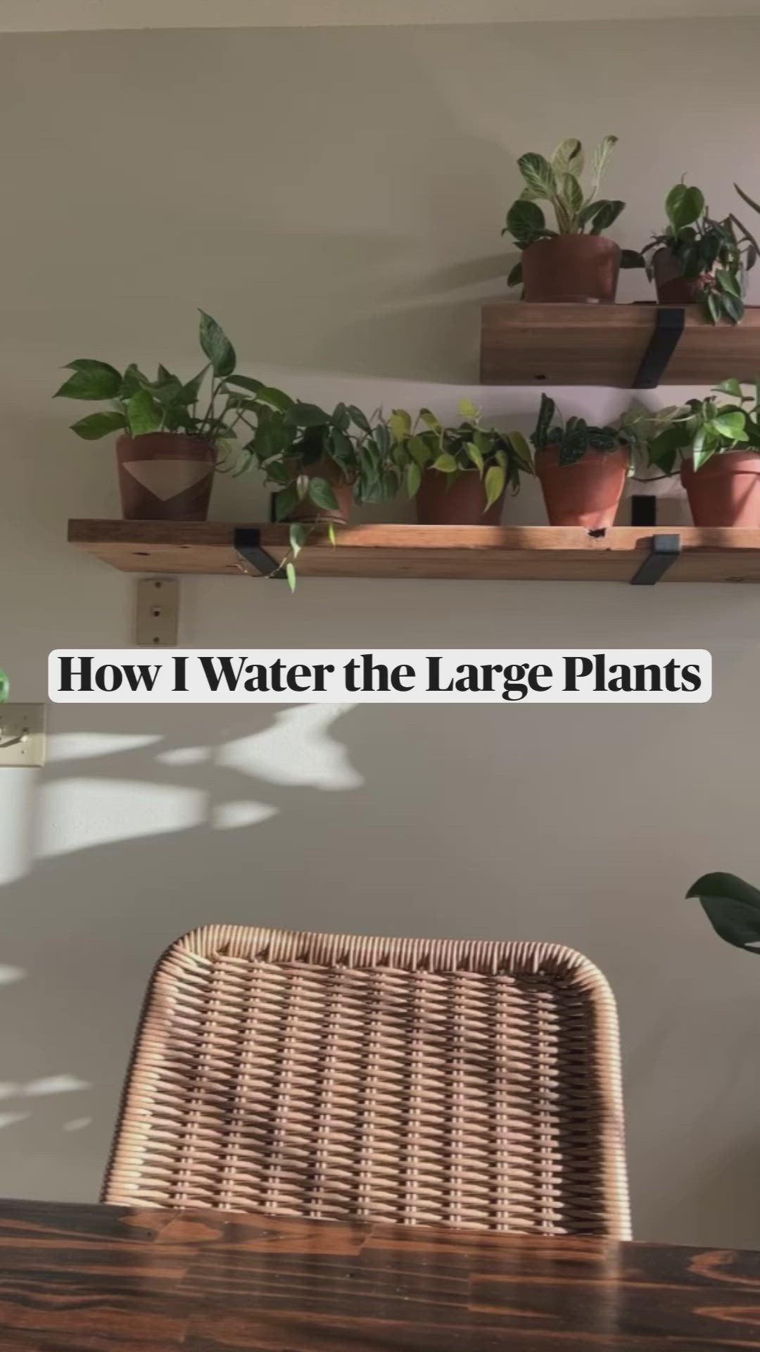 This may contain: some plants are sitting on shelves above a wooden table and chair with the words, how i water the large plants