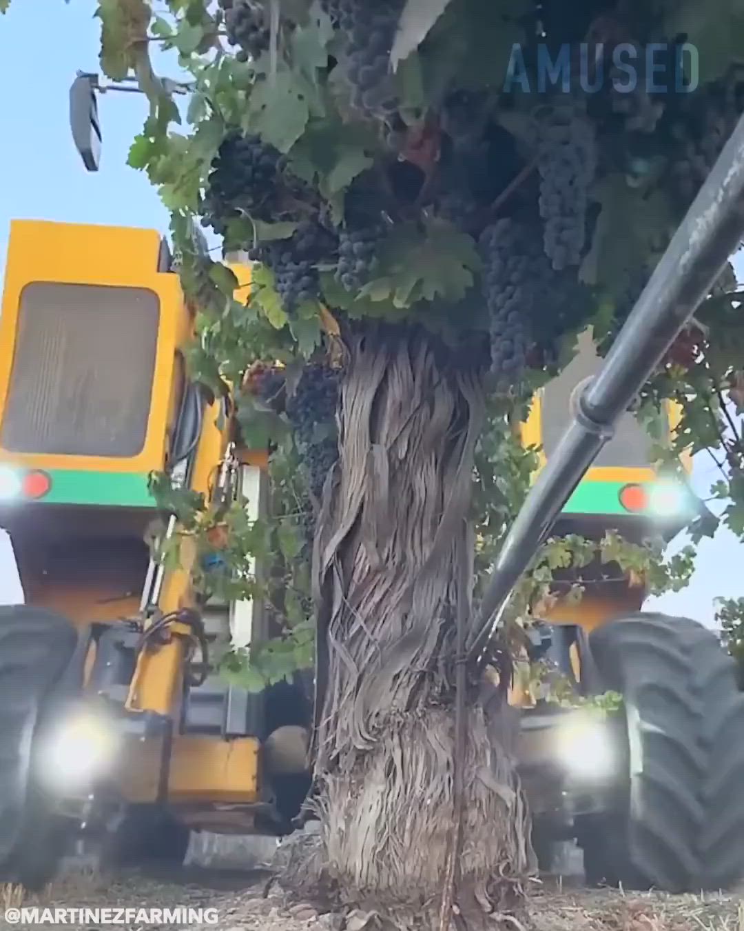 This may contain: a tractor is parked next to a tree with grapes growing on it and behind it are two large tractors